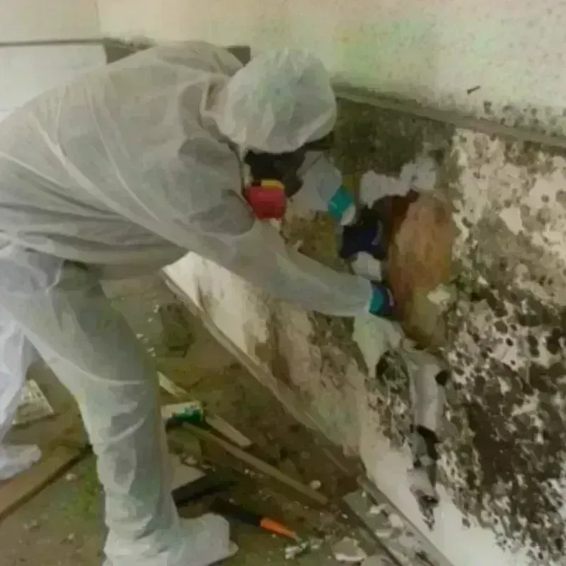 Mold Remediation and Removal in Mountain Home, NC